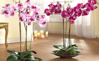 купила орхидею вянут цветы что делать