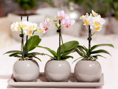 Размножение орхидеи Фаленопсис