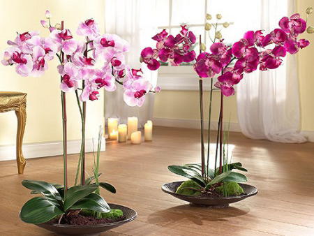 уход за орхидеями в домашних условиях